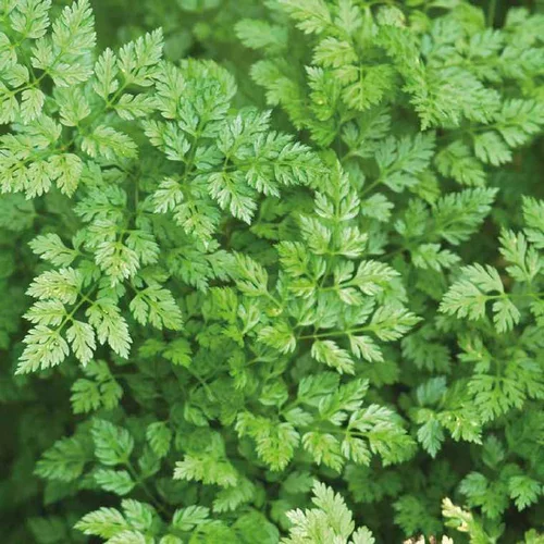 Cerfeuil Bio. Le pot de 1 litre
