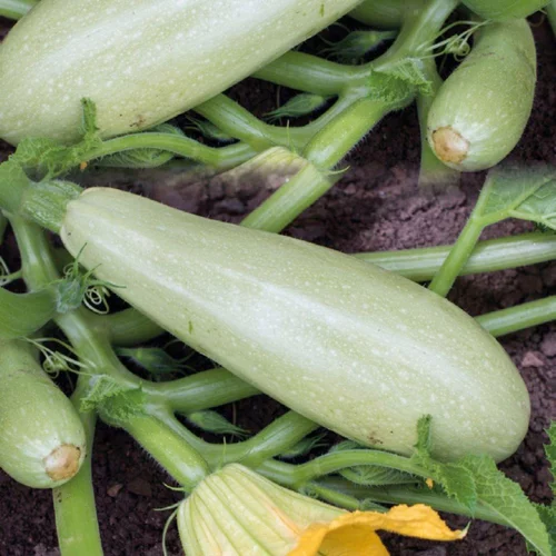 Courgette Blanche Bio. Le pot de 10,5 cm