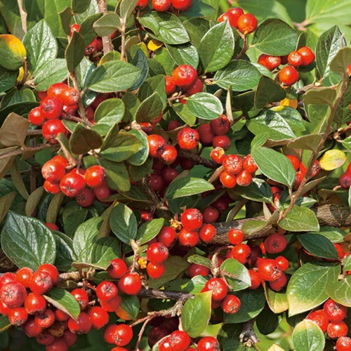 Cotonéastre de Franchet (Cotoneaster) vert. Le pot de 3 litres