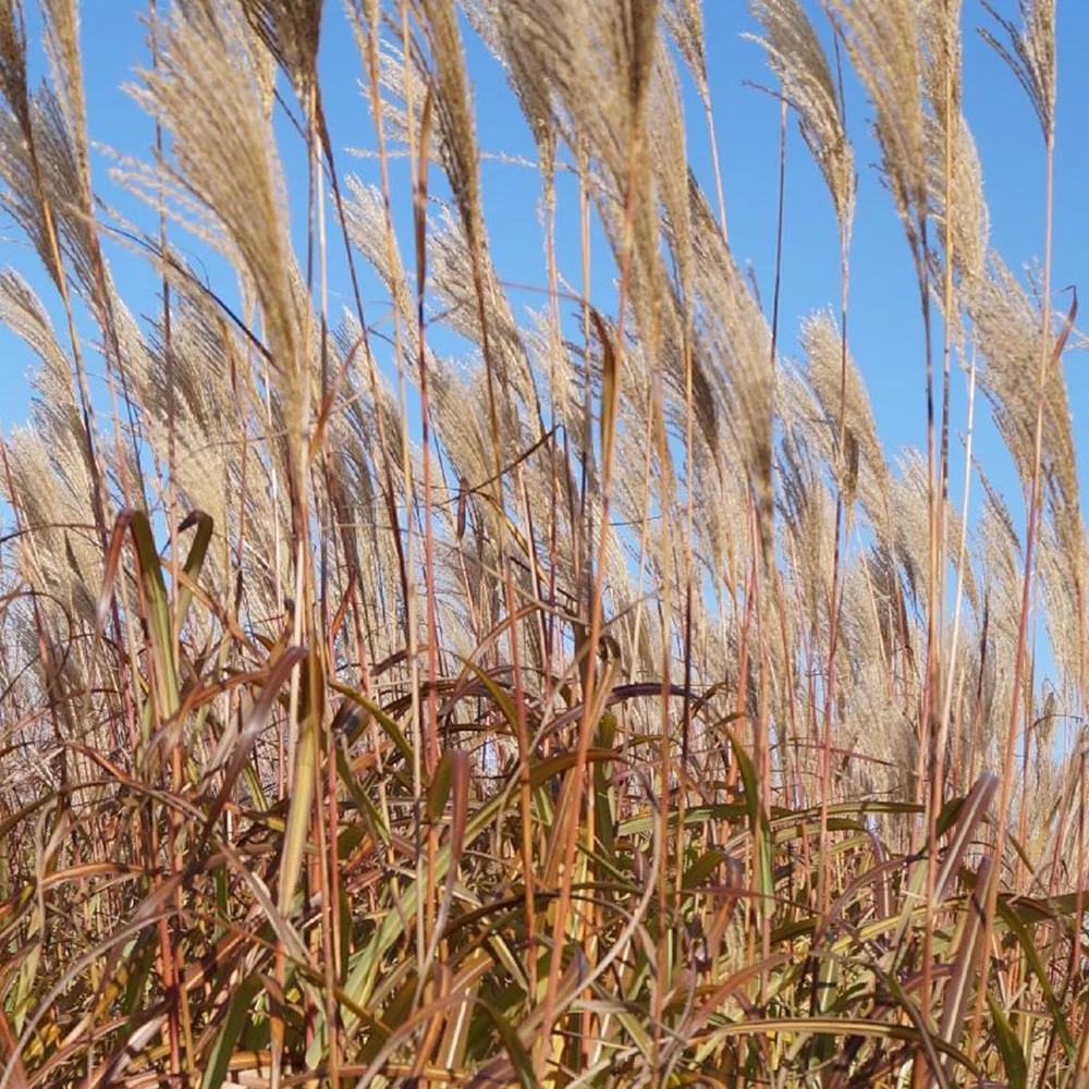 Eulalie Silberfeder Miscanthus sinensis silberfeder