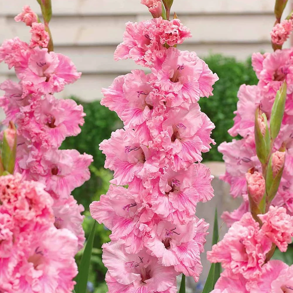 10 Glaïeuls Perroquet Katherina Gladiolus katherina