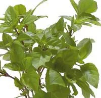 Basilic Cannelle Bio. Le pot de 1 litre