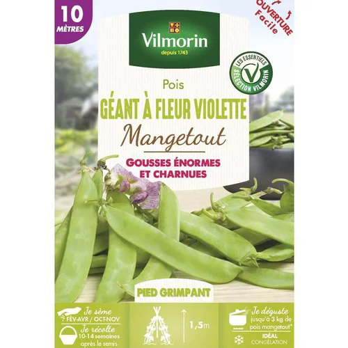 Graines de pois géant à fleur violette mangetout Vilmorin - graines à semer