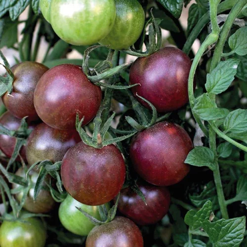 Tomate Cerise Ronde Black Cherry bio. Le pot de 9 x 9 cm
