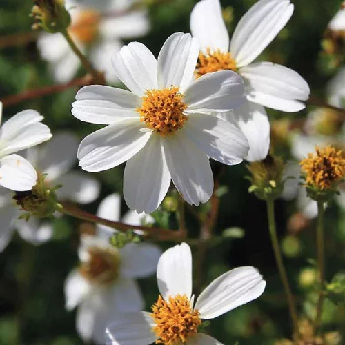 Bidens blanc - Le pot de 9 x 9 cm