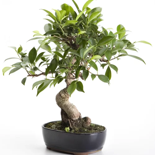 Bonsaï rempoté varié botanic® mix taille 6