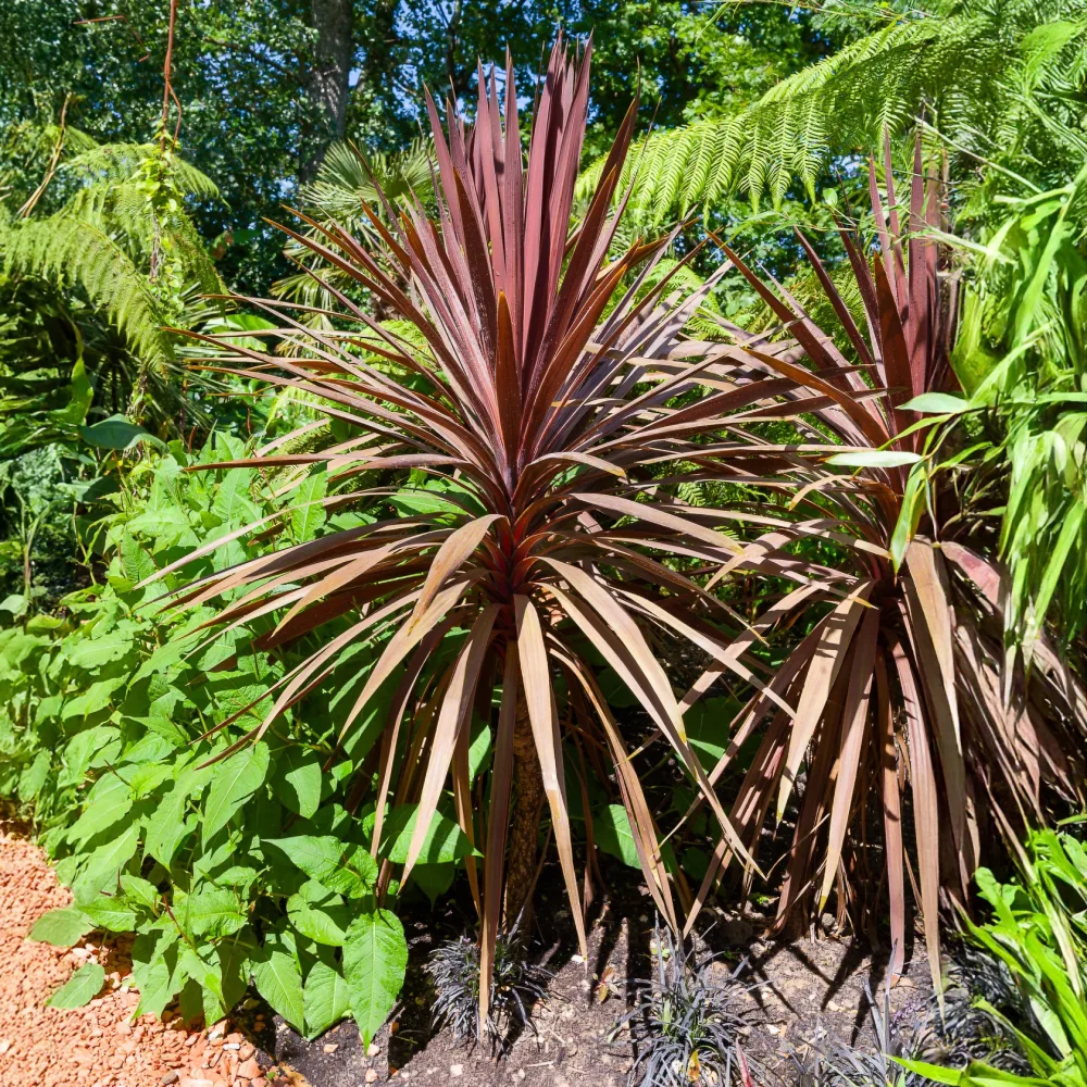 Cordyline australe Red Star Cordyline australis Red Star