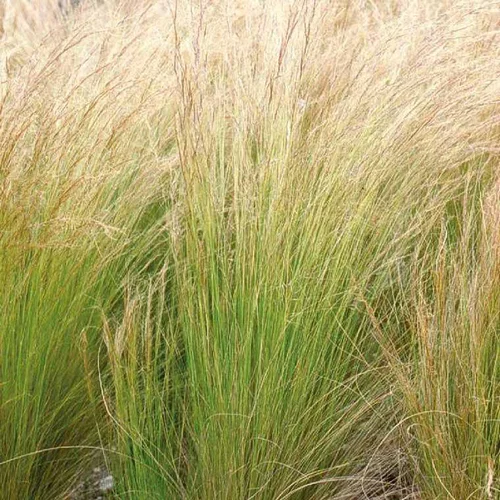 Stipa cheveux d'anges - Le pot de 5 litres