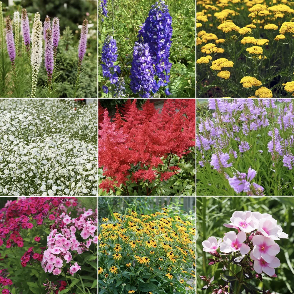 Massif de 50 plantes vivaces assorties - Superficie environ 6 m² Delphinium, Phlox, Liatris, Gypsophila, Rudbeckia, Physostegia, Astilbe, Achillea