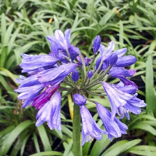 Agapanthus (Agapanthe) en pot de 5 L bleu