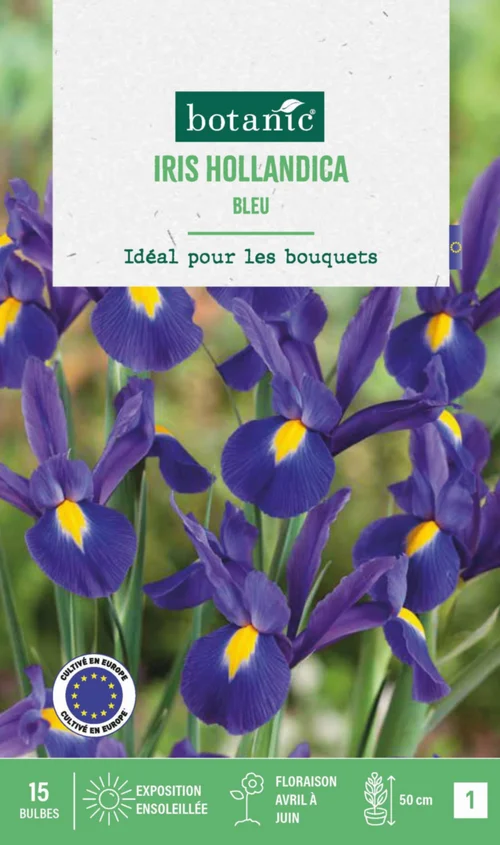 Iris hollande coloris bleu botanic® - 15 bulbes