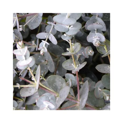 Eucalyptus Gunnii bleu. Le pot de 2,5 litres