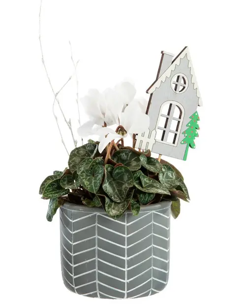 Mini cyclamen en pot décoratif argenté à motifs blancs - Ø 11 cm
