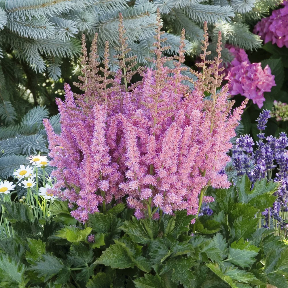 Astilbe Vision in Pink Astilbe Little Vision in Pink ®