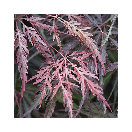 Erable du Japon (ACER PALMATUM DISSECTUM TAMUKEYAMA ) Le pot de 15 litres