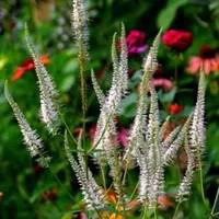 Veronicastrum Virginicum - Le pot de 2 litres
