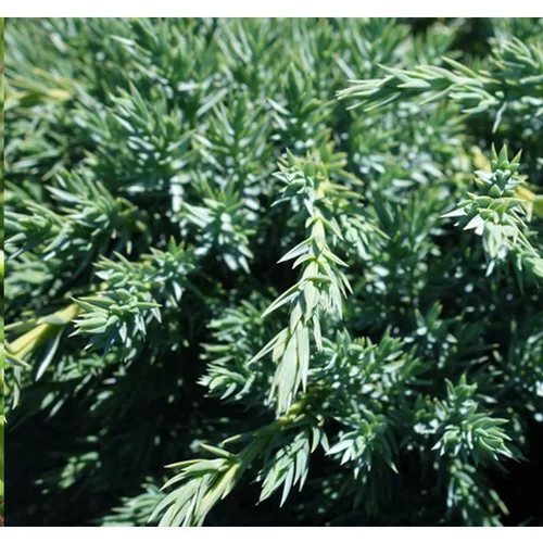 Juniperus Squamata Blue Carpet bleu 60/80 cm en pot de 5 L