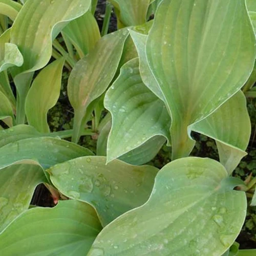 Hosta Krossa Regal Hosta krossa regal
