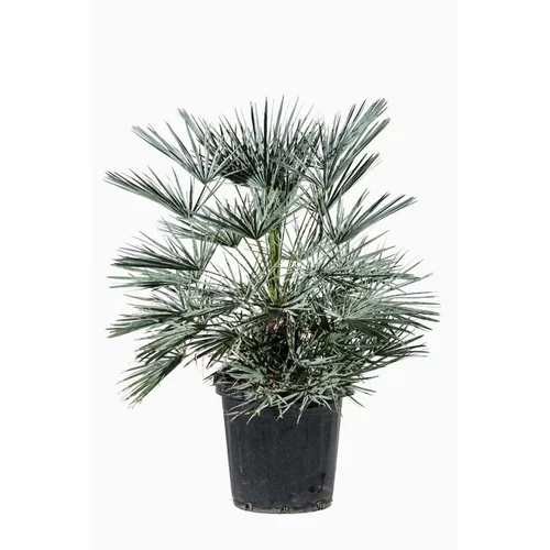 Chamaerops Humilis Ceracifera 60/80 en pot de 25 L bleu