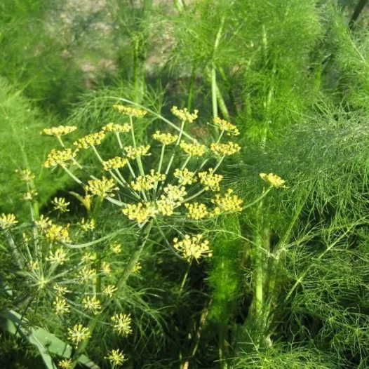 Graines de Fenouil Sauvage bio | Aromatiques