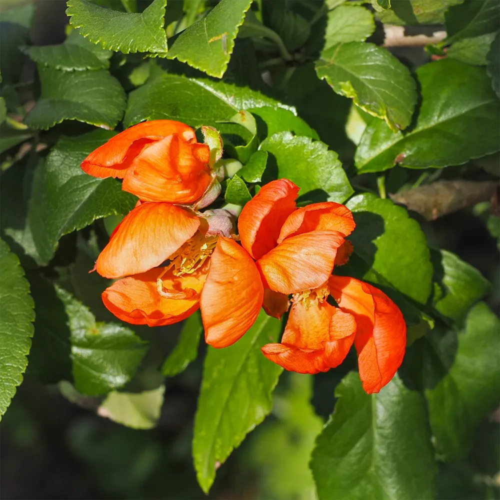 Cognassier du Japon Orange trail Chaenomeles superba Orange Trail