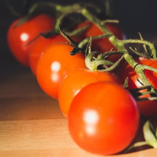Graines bio de Tomate Gardener's delight