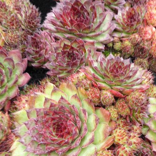 Joubarbe Dark Beauty - Sempervivum Sempervivum dark beauty