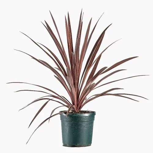 Cordyline Australis Red Star. Le pot de 3 litres