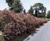 Laurier rose (Nerium). Le pot de 30 litres