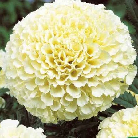Oeillet d'Inde nain double 'Eskimo' F1 Tagetes erecta nana eskimo f1