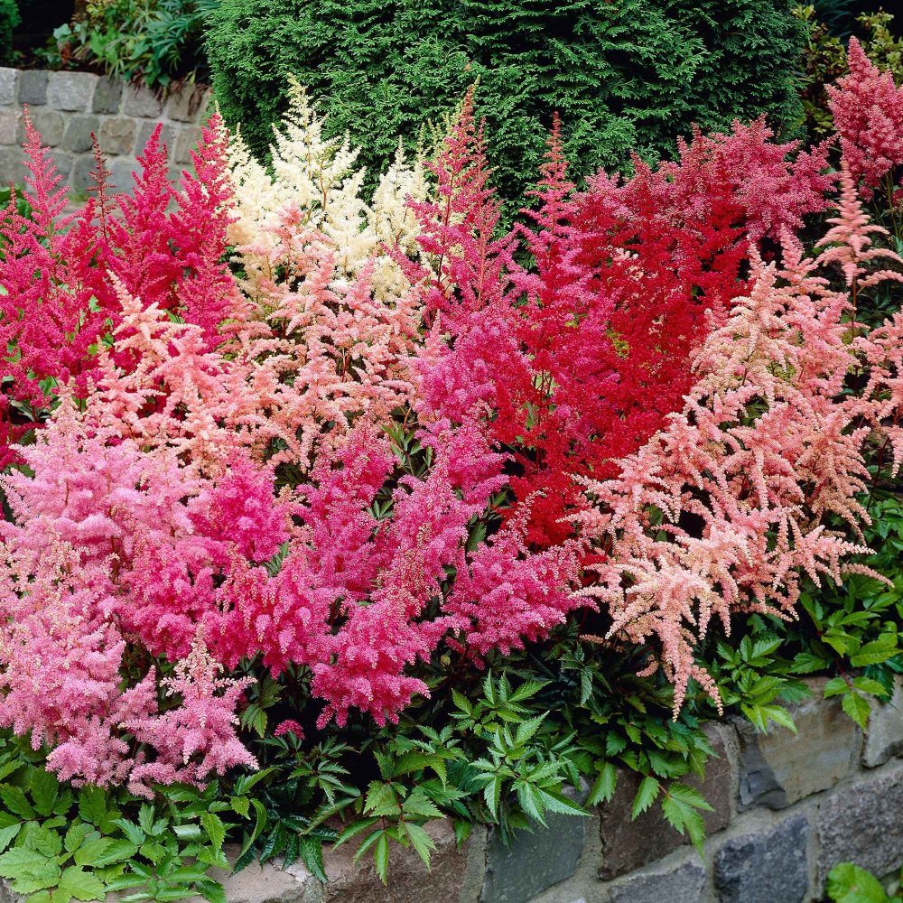 4 Astilbes en mélange Astilbe