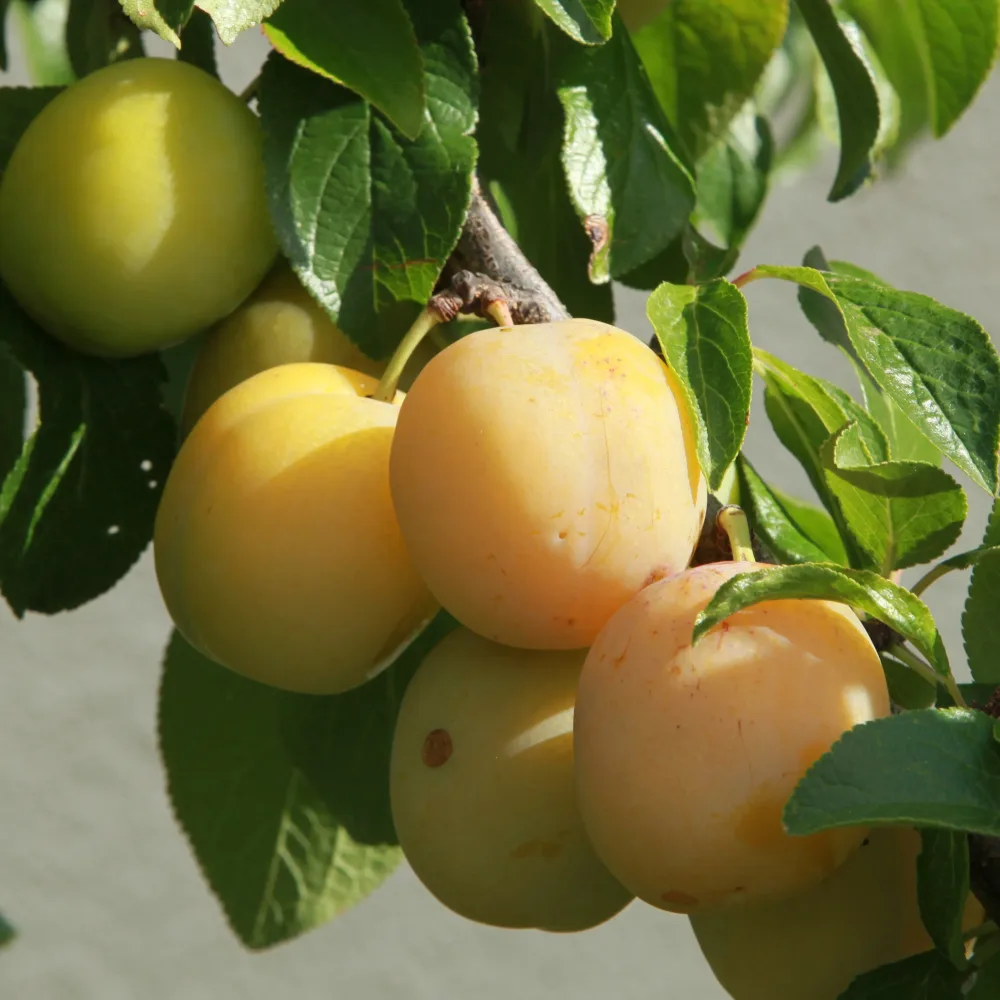 Prunier Reine-Claude Dorée Prunus domestica reine-claude dorée