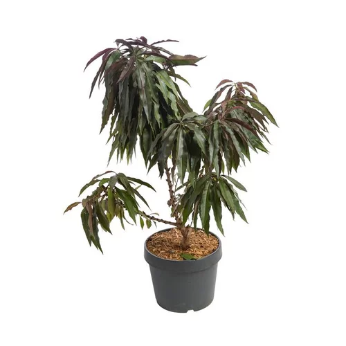 Pecher Nain Bonanza. Le pot de 10 litres en forme 1/4 tige