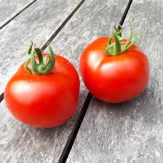Tomate Gloire de Versailles | Semences bio et reproductibles