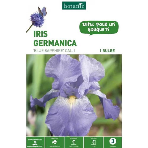 Iris Germanica Blue Sapphire bleu botanic® - 1 bulbe