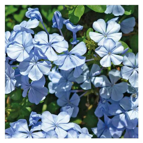 Plumbago du Cap bleu clair - Le pot de 9 x 9 cm