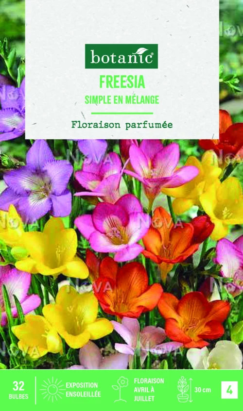 Bulbes de fleurs Freesia simple mix botanic® - 32 bulbes