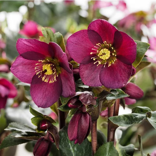 Hellébore (ou Rose de Noël) HGC ® Ice N'Roses ® Red violet - Le pot de 2 litres