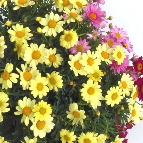 Anthémis à fleurs multicolores. Le pot de 10 litres