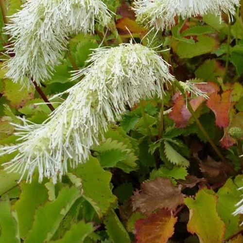 Pimprenelle blanche - Sanguisorbe Sanguisorba obtusa alba