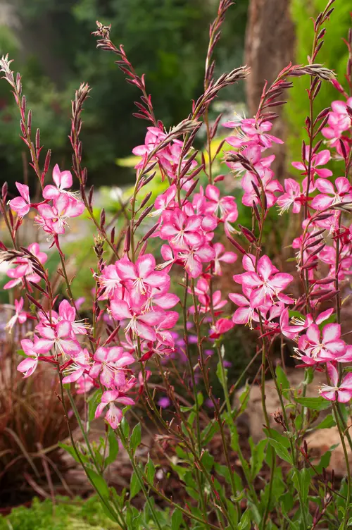 Gaura ROSY JANE - Le pot de 2 litres