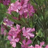 Laurier rose varié (Nerium Oleander) 40/60. Le pot de 4 litres