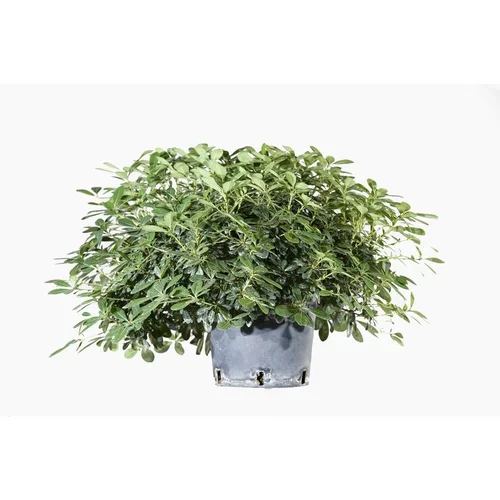 Pittosporum Tobira Nana (Pittospore du Japon nain) en pot de 30 L vert