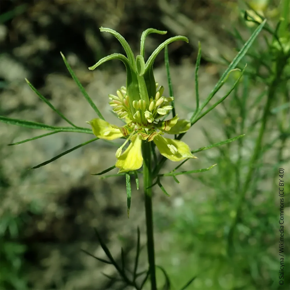 Nigelle d'Orient Transformer Nigella orientalis Transformer
