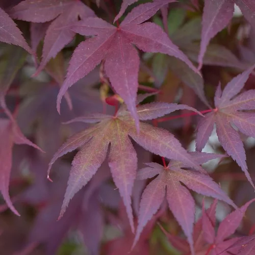 Érable du Japon Bloodgood rouge. Le pot de 50 litres