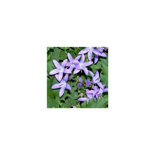 Campanule des murs - Le pot de 12 cm