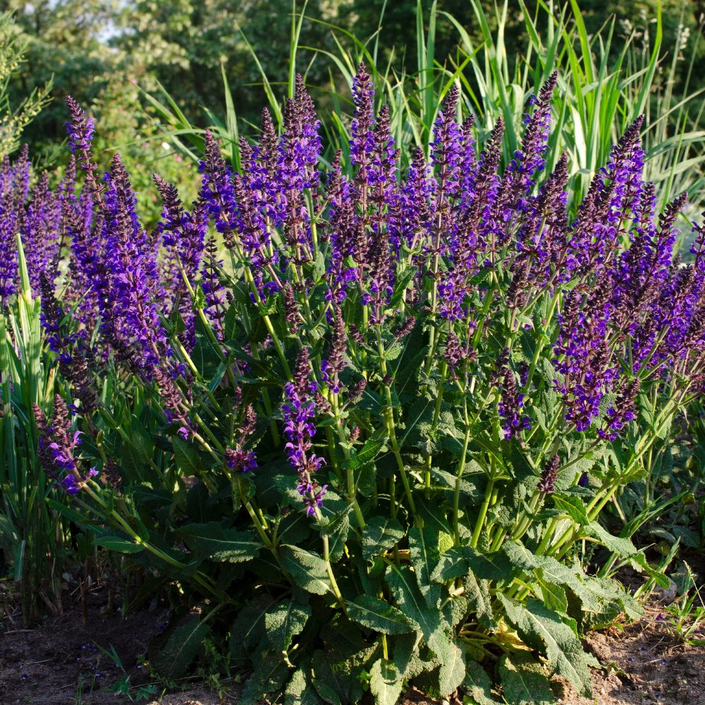 Sauge des bois Mainacht Salvia nemorosa mainacht