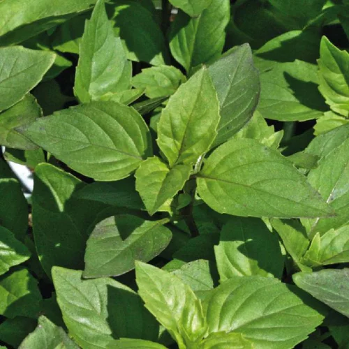 Basilic Marseillais Bio. Le pot de 2,5 litres