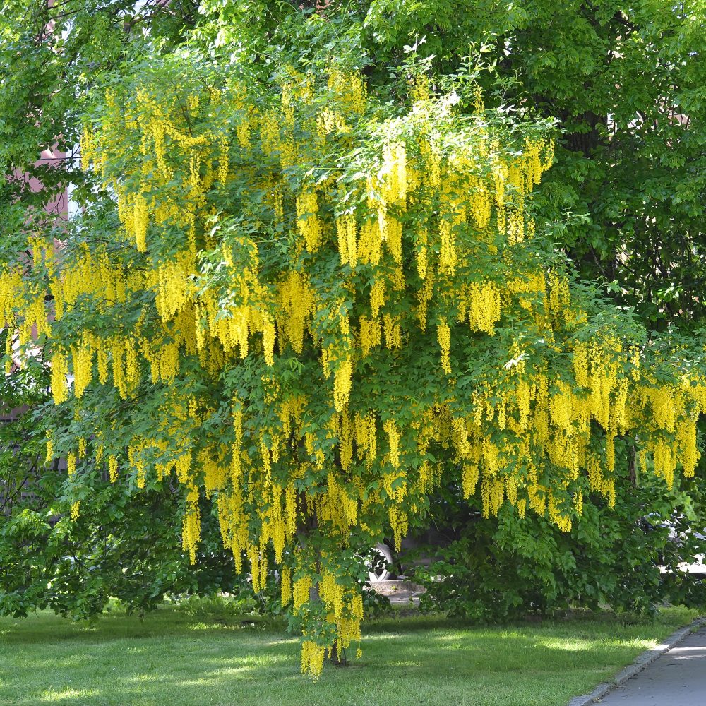 Cytise faux ébénier - Cytise à grappes Laburnum anagyroides