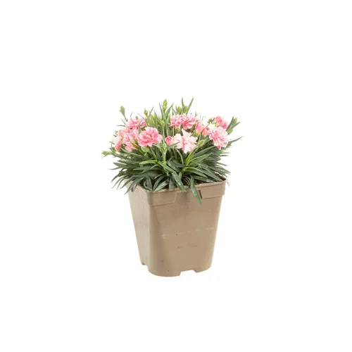Œillet I love you - Le pot de Ø 13 cm